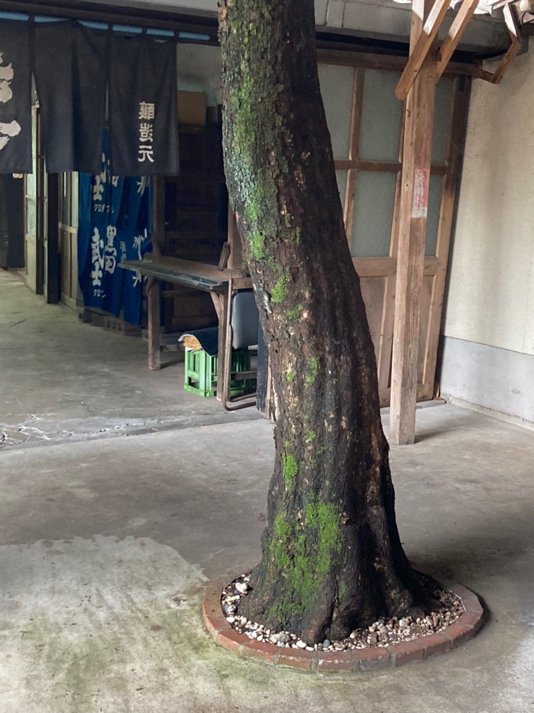 写真：柿の木