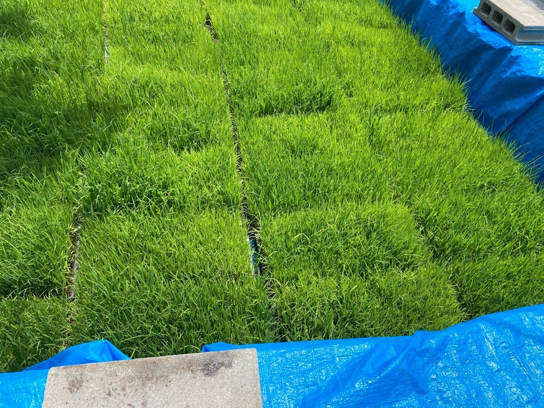 写真:田植えを待つ稲